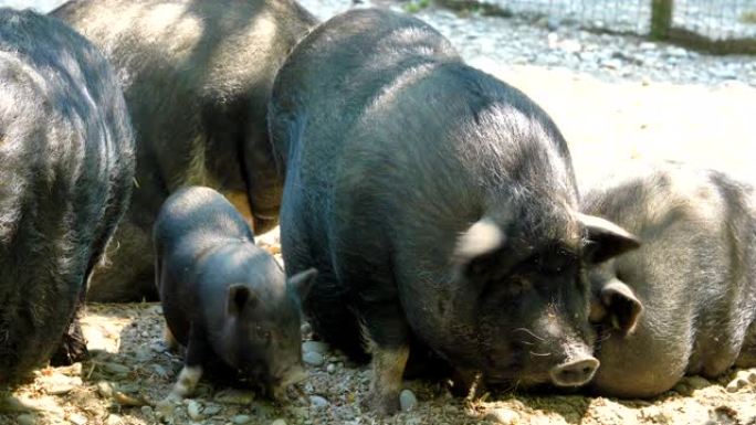 黑越南猪，休息，睡在围栏里，在一个阳光明媚的日子里，大，粗的黑猪，一家人。