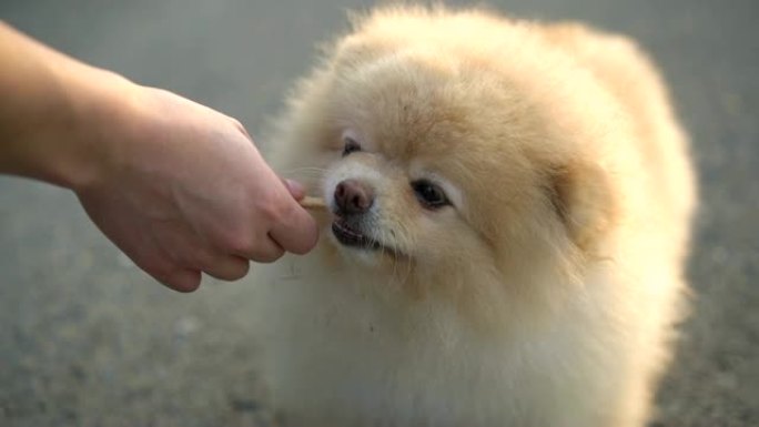 SLO MO-用零食喂养博美犬