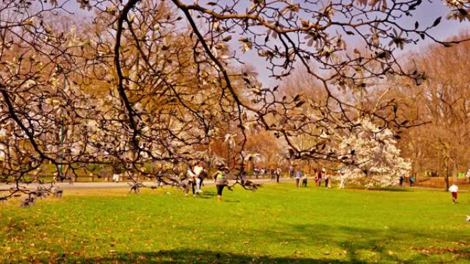 纽约中央公园的樱花。