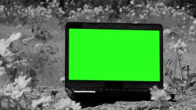 绿屏笔记本电脑。在一片花丛中拍摄。黑白色调。