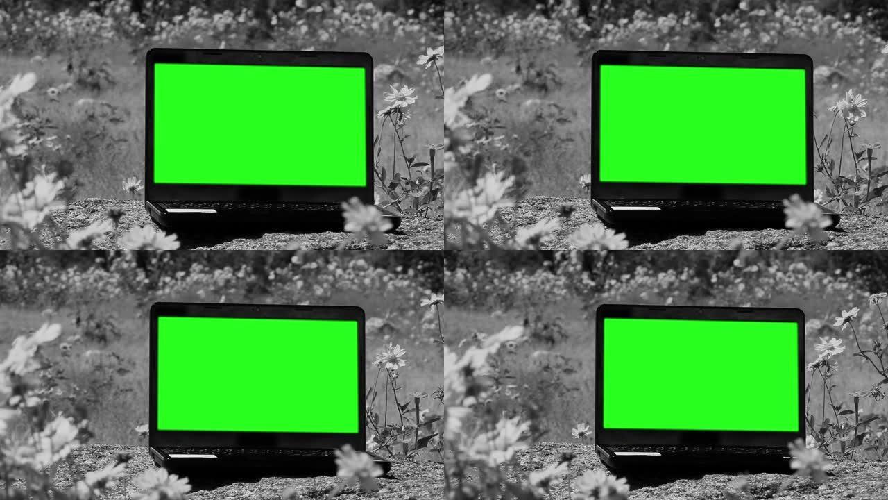 绿屏笔记本电脑。在一片花丛中拍摄。黑白色调。