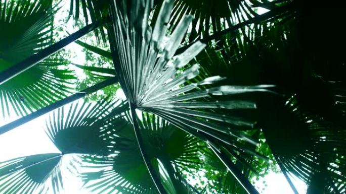 雨中绿色的棕榈树叶子