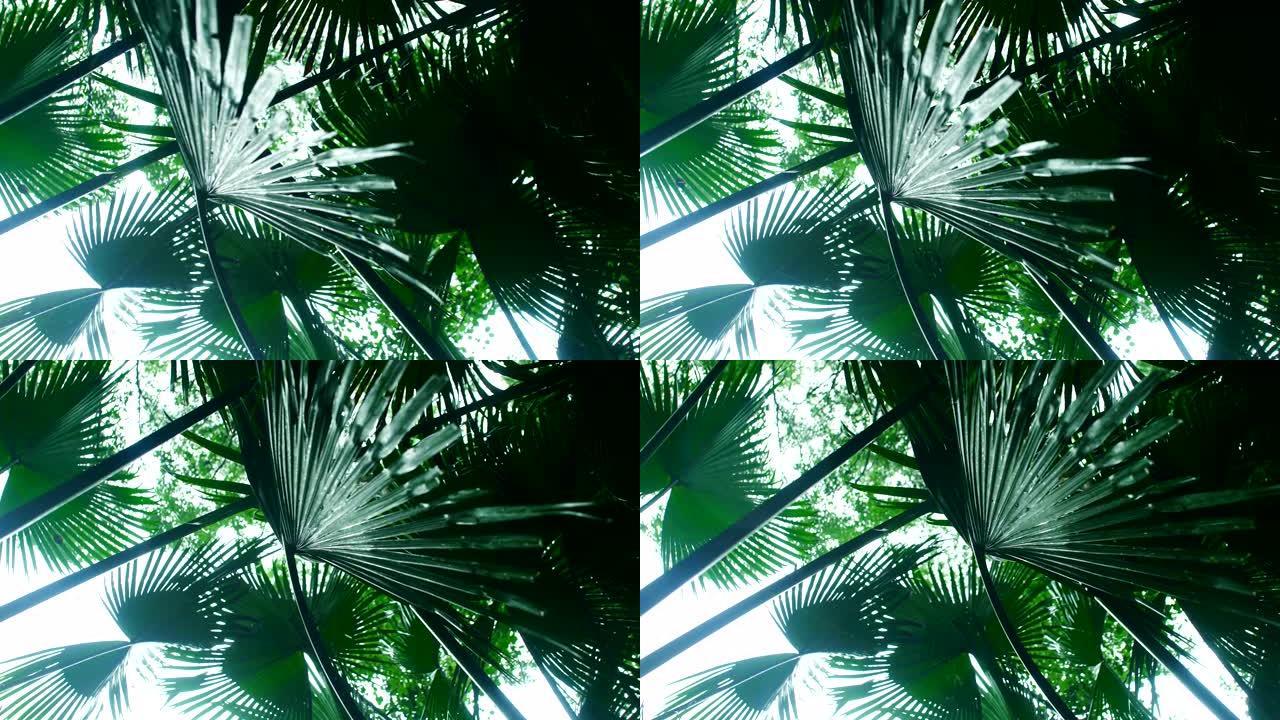 雨中绿色的棕榈树叶子