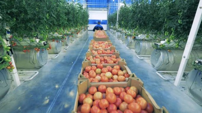 温室工人拉着一辆装有许多西红柿的箱子的手推车。