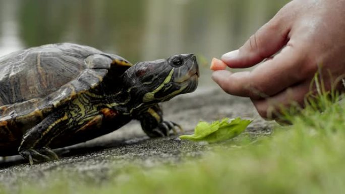 淡水龟破坏土地吃零食。