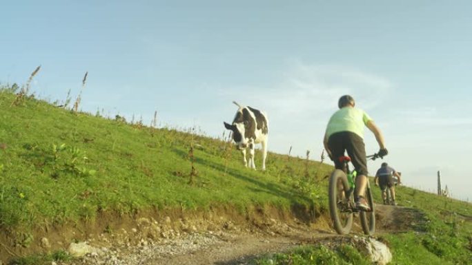 低角度: 年轻游客骑着自行车经过放牧的牛很有趣。