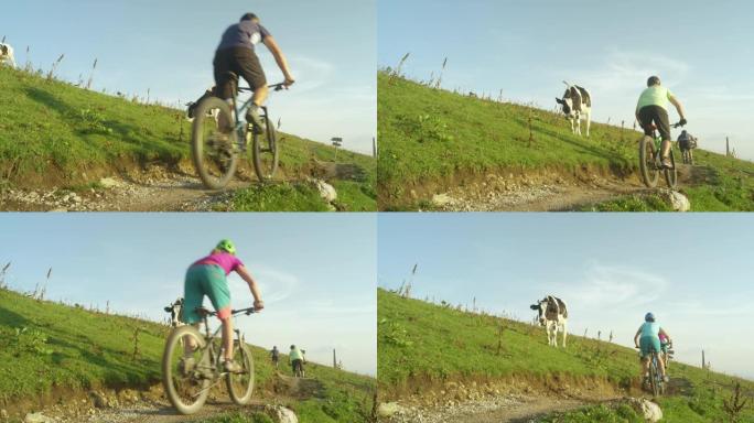 低角度: 年轻游客骑着自行车经过放牧的牛很有趣。