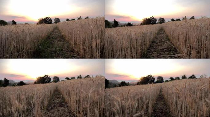 日落多莉拍摄的大麦田