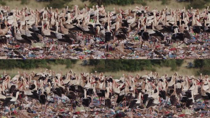 4k在垃圾填埋场清理食物的数百只欧洲白鹳的特写视图