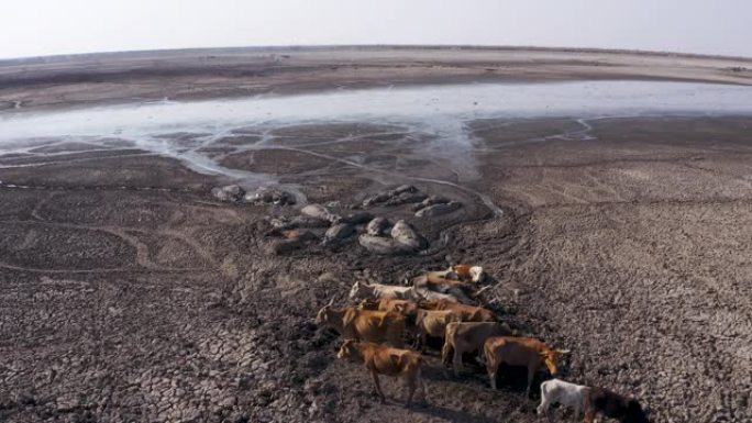 空中飞越营养不良和口渴的母牛，以及绝望的河马等待死亡，因为恩加米湖因干旱和气候变化而枯竭，博茨瓦纳奥