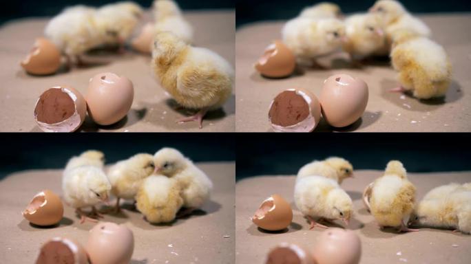 小鸡对蛋壳碎片的争论