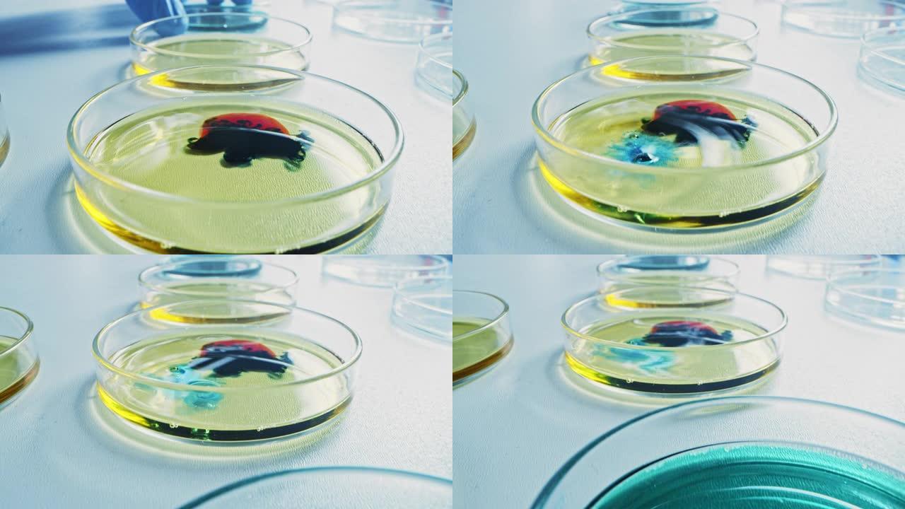 微生物实验室: 培养皿与各种细菌样品，移液器滴液体溶液。药物研究的概念为抗生素，治疗疾病，新的生态能