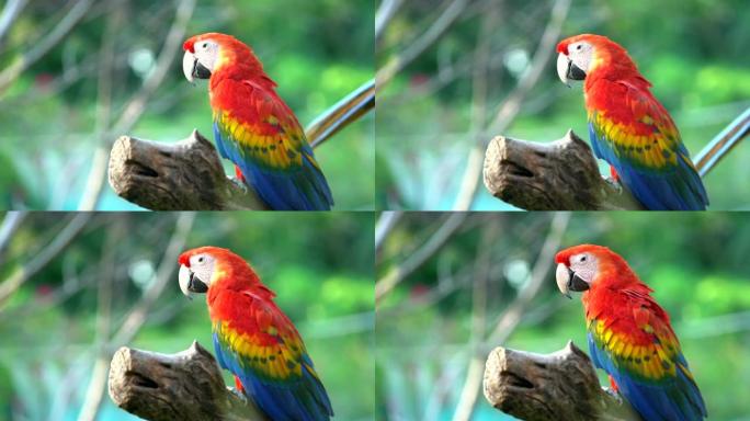 美丽的金刚鹦鹉视频素材