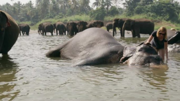女士向躺在水中的大象泼水，斯里兰卡
