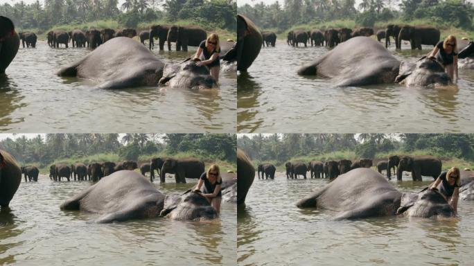 女士向躺在水中的大象泼水，斯里兰卡