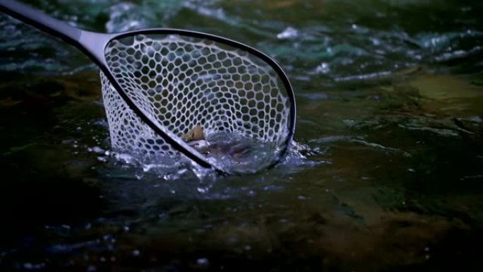 特写的溪鱼在一个贝克曼网捕获在一个溪水4k