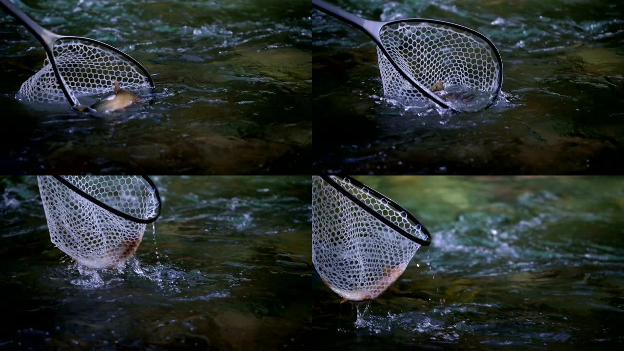 特写的溪鱼在一个贝克曼网捕获在一个溪水4k