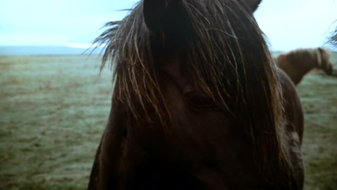 阴天，著名的棕色冰岛马在野外放牧的特写镜头，鬃毛在风中挥舞。