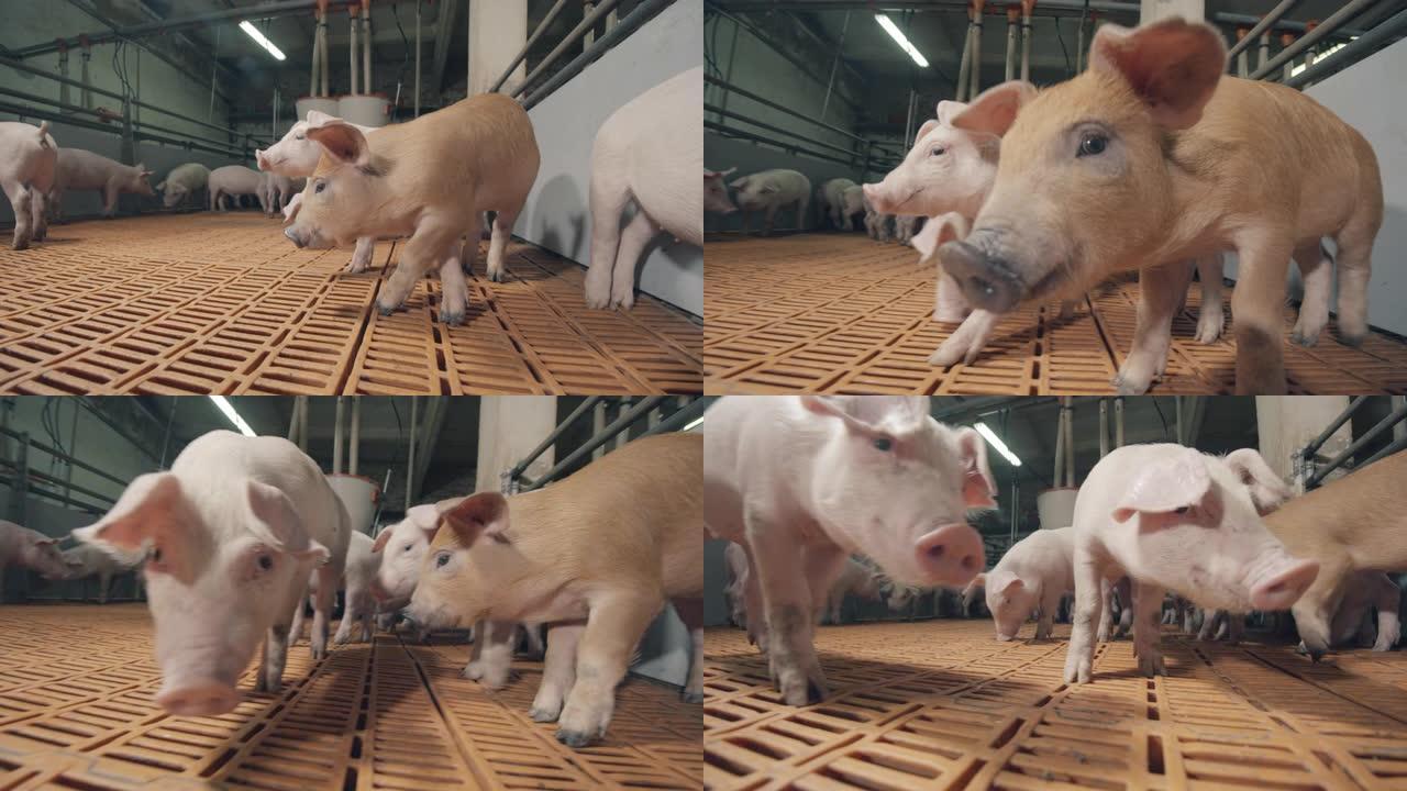 小猪对相机保持警惕。养猪场有很多猪。