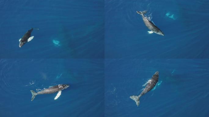 座头鲸喷水座头鲸喷水座头鲸海洋生物