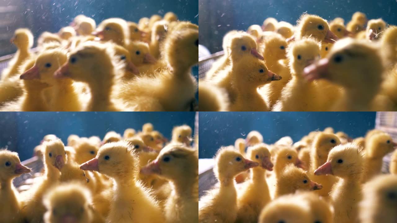许多小鸭子坐在盒子里跳，特写镜头。