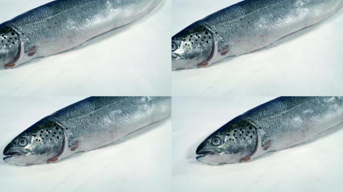 在冰上传递鲑鱼整条鱼
