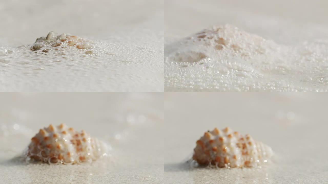 CU海洋冲浪冲刷沙滩上的贝壳沙蟹