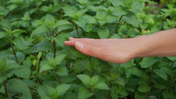 年轻女子园丁的慢动作手特写在阳光明媚的日子里轻轻地触摸温室中的新鲜薄荷植物