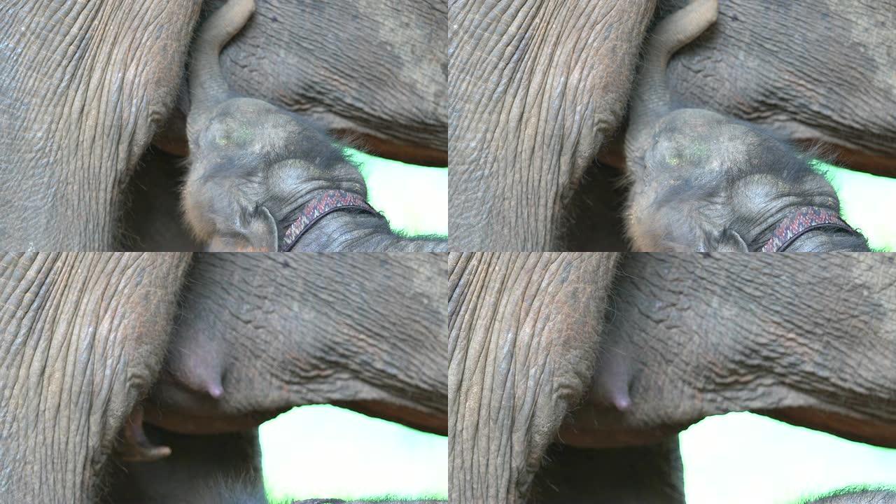 一只大象妈妈正在给她的泰国宝宝喂奶