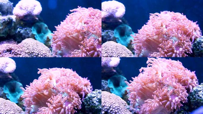 CS泛粉红海葵。海底珊瑚海洋世界海底生物