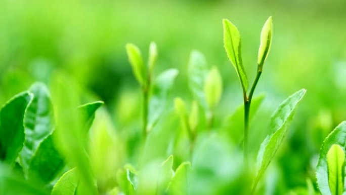 新鲜茶叶茶叶嫩芽茶芽特写绿色茶叶