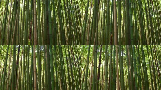 风景优美的竹林用作可再生可持续能源和不同类型的生态友好型绿色产品的特写