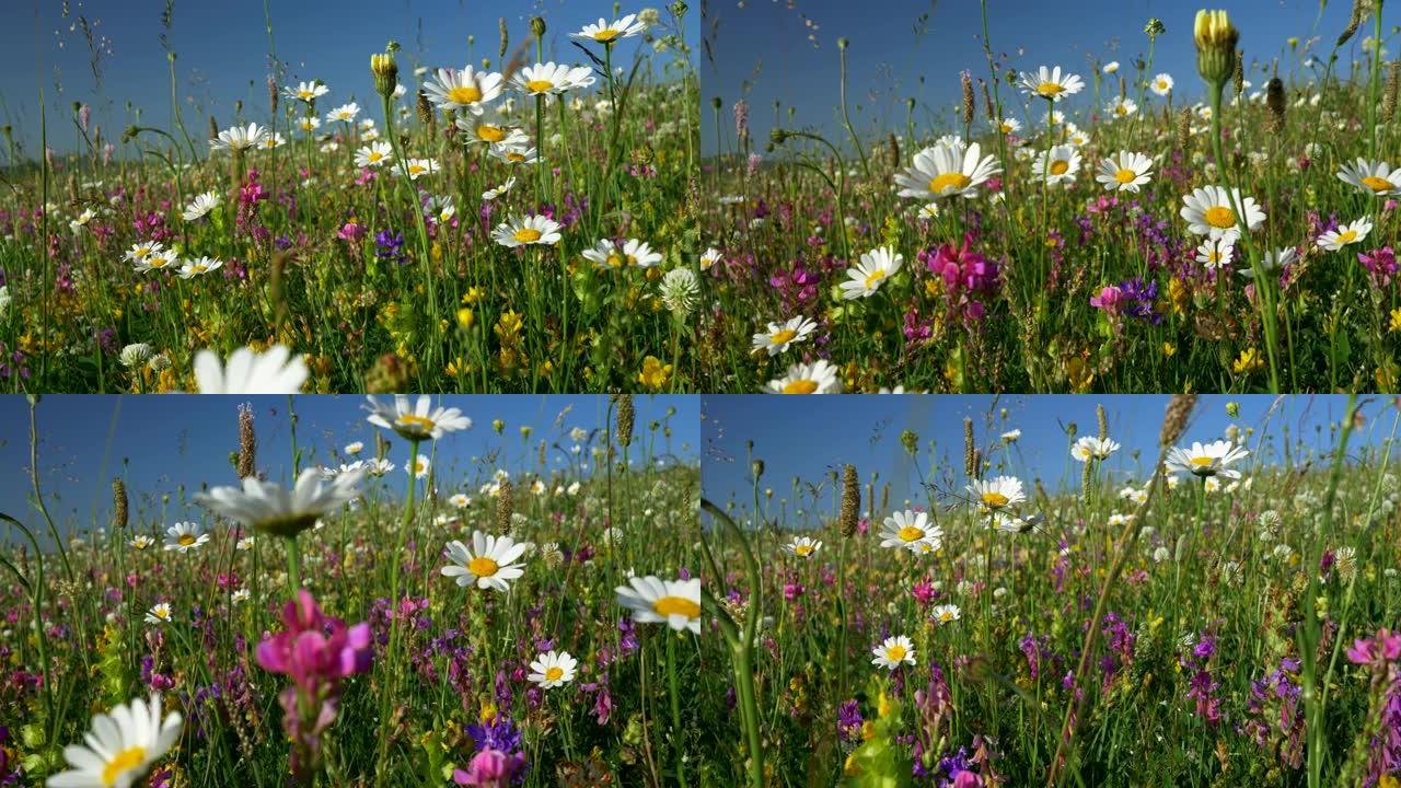 草地上的野花。Camomiles和其他在风中飘扬的花朵。摄像机向前移动。4K