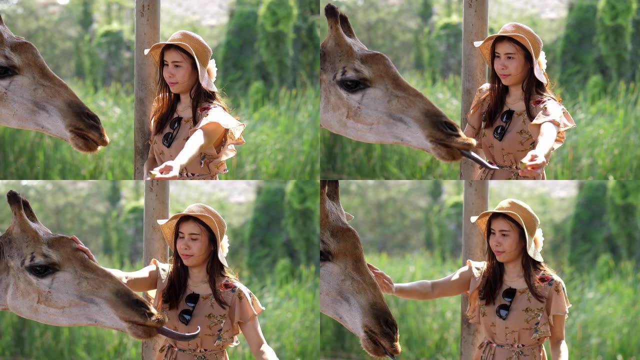 年轻女子喂长颈鹿