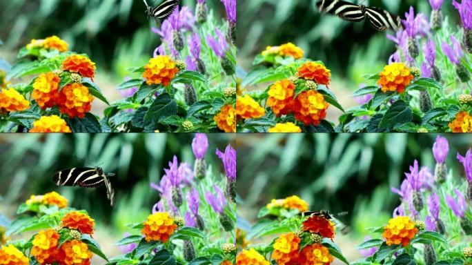 一只蝴蝶以超慢动作在整个五颜六色的花朵中飞翔