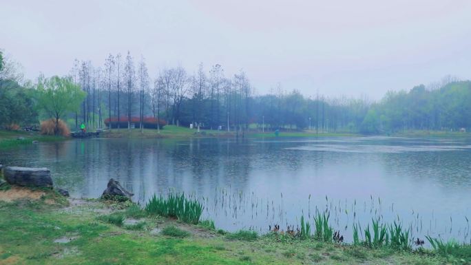 城市公园春天烟雨湖水垂柳风景雨景