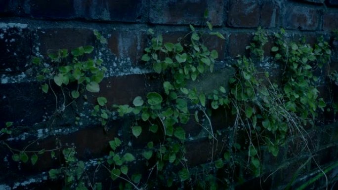 墙壁上有植物生长在晚上