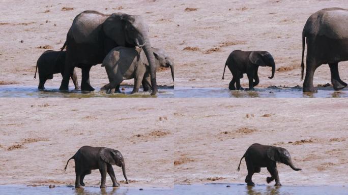津巴布韦万基国家公园，一群繁殖的大象在喝酒后离开水坑的4k视图，幼小小牛由于腿受伤而落后