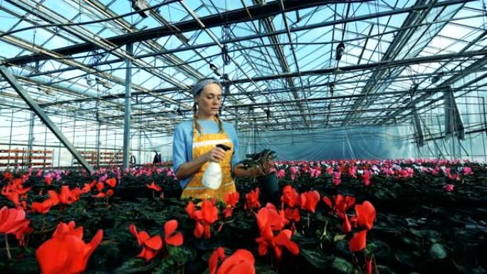 花店在温室里工作的花盆里给红色仙客来浇水。