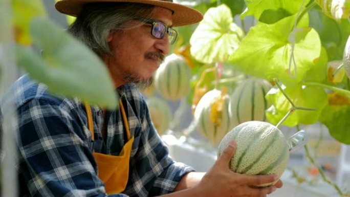 农民手握着新鲜的甜瓜或绿色甜瓜或哈密瓜甜瓜植物，生长在由串瓜网支撑的温室中。在温室中生长的甜瓜网，现