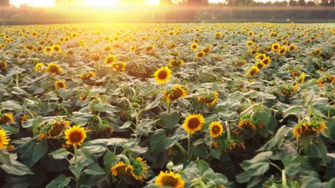 阳光普照的向日葵盛开的风景全景的航拍