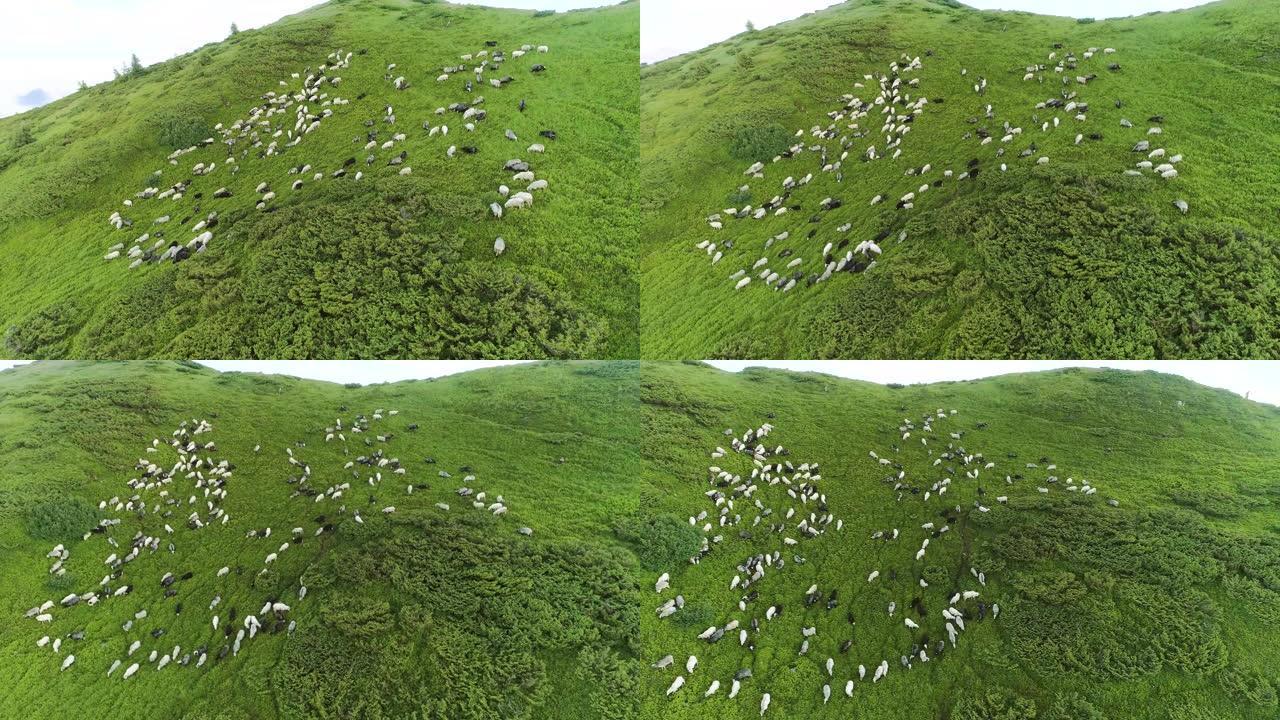 高山景观背景上羊群上方的飞行