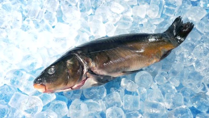 鱼贩在冰上放下或捡起鲤鱼