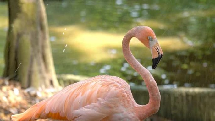 火烈鸟动物园野生动物保护生物多样性