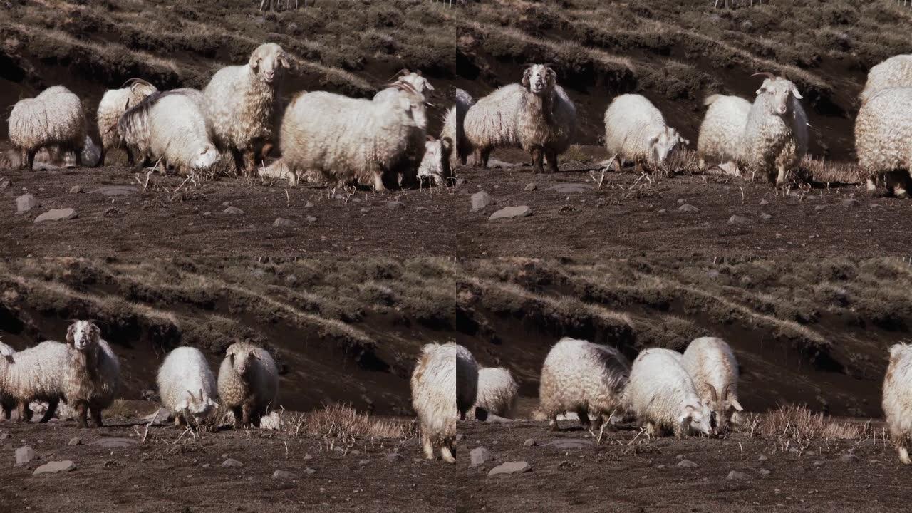 巴塔哥尼亚安第斯山脉的羊群。