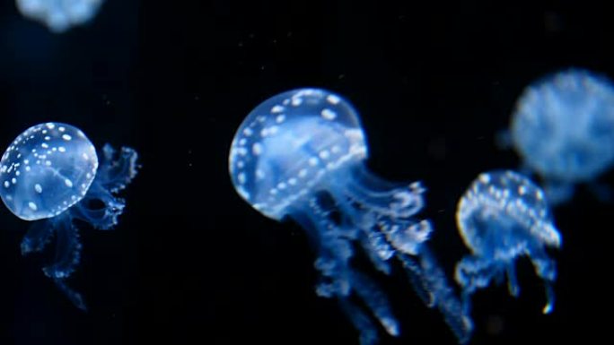 水母水下发光水母水母视频水母素材