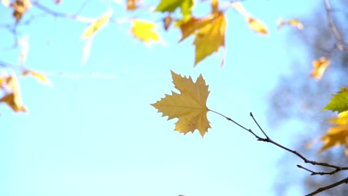 在蓝天背景的秋天森林中，慢动作黄色枫叶在风中移动