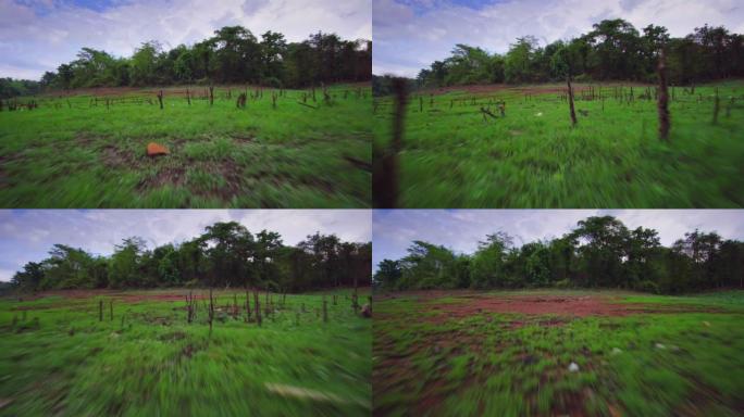 摄像机在草地上前进，经过许多树桩，低角度多莉稳定拍摄