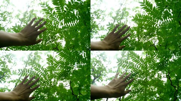 手触摸树的叶子生态环境自然景色