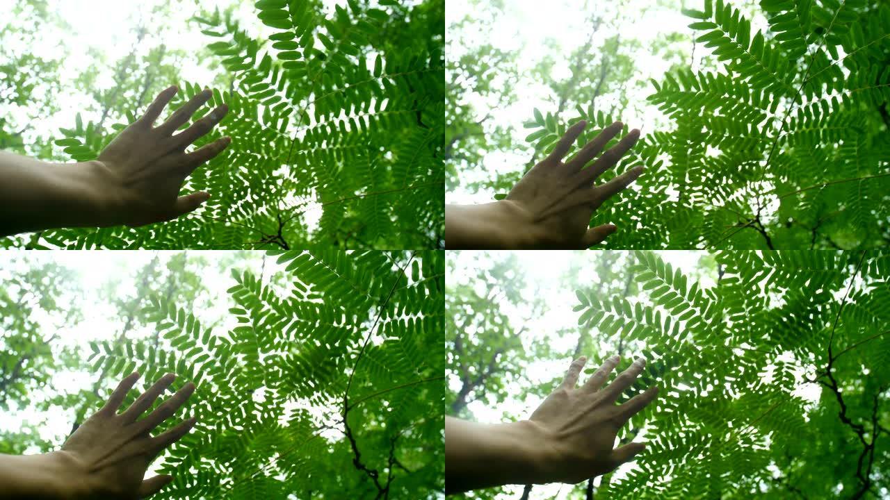 手触摸树的叶子生态环境自然景色
